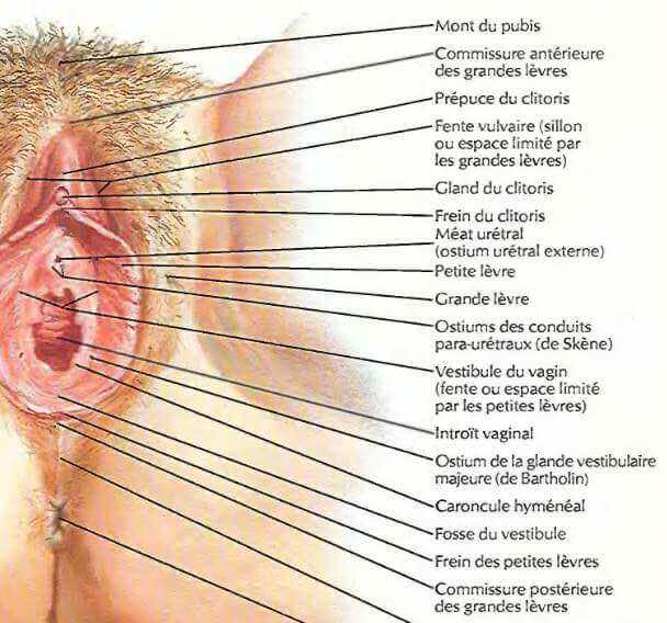 Anatomie de la vulve