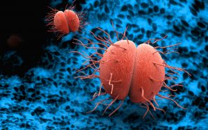 Représentation de Neisseria gonorrhoeae, bactérie responsable de la gonococcie
