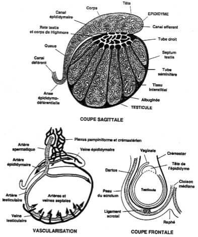 Organisation generale et vascularisation testicule et epididyme