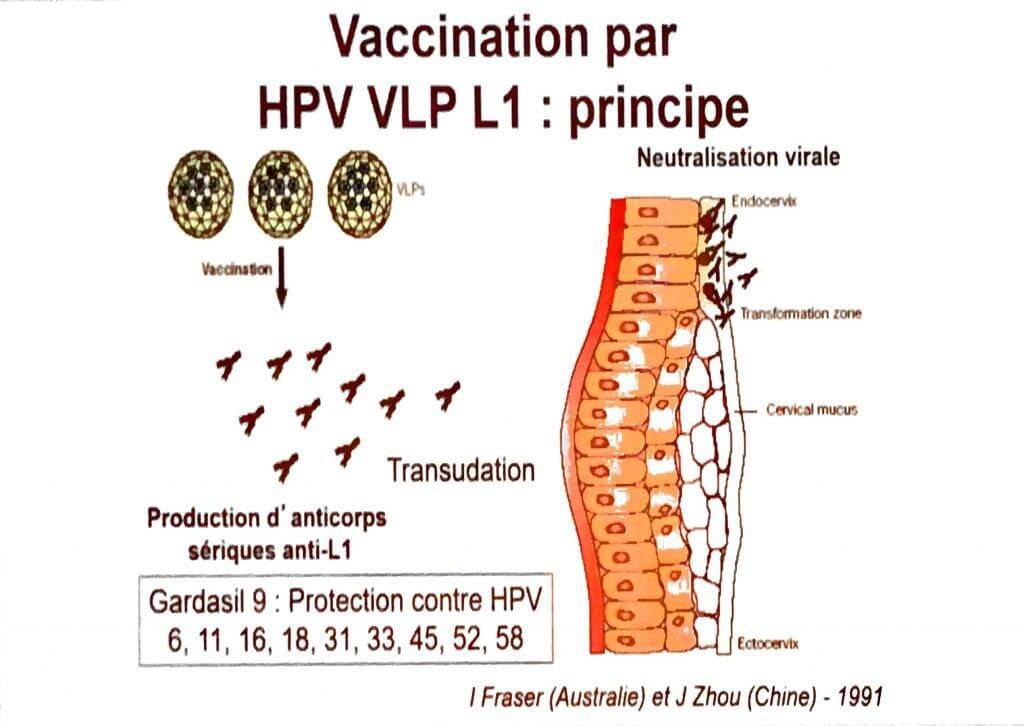 Principe du vaccin HPV par particules pseudo-virales L1