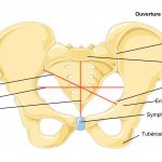 Anatomie des os du pelvis féminin – ouverture supérieure