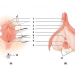 Anatomie de la vulve et du clitoris