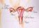 Anatomie et physiologie de l’appareil sexuel féminin