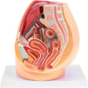 Modèle anatomique de pelvis féminin en coupe sagittale