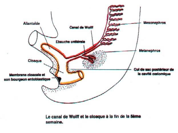 Canaux de Wolff et cloaque à la cinquième semaine