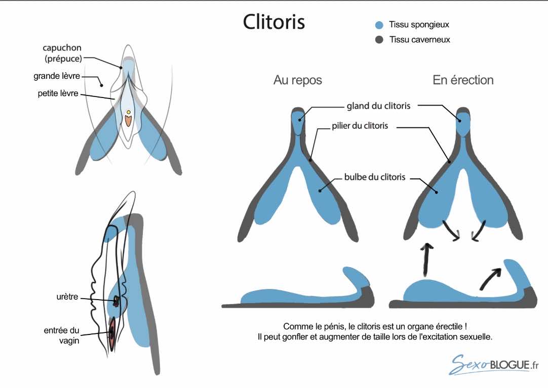 Carte pédagogique kit clitoris 3D Sexoblogue.fr - face avant