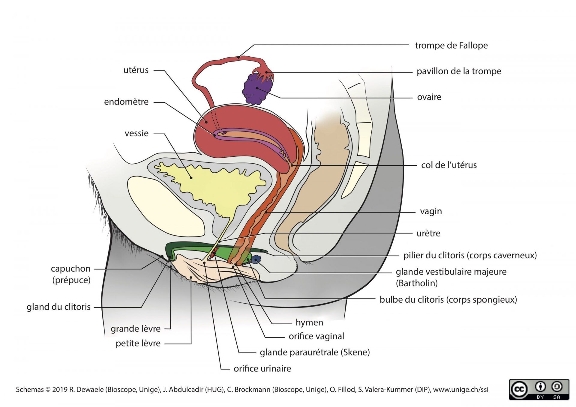 Organisation générale de l'appareil génital féminin