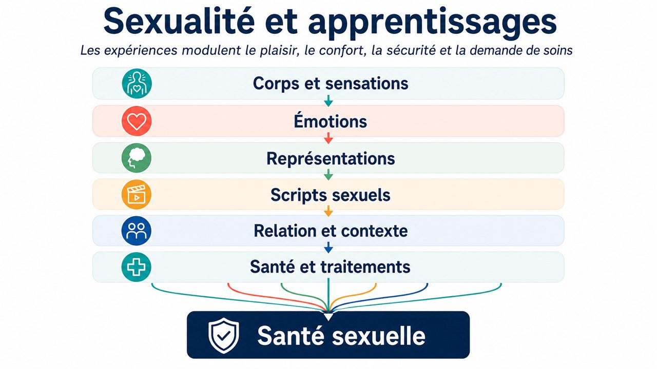 Schéma des interactions entre sexualité et apprentissages : corps, émotions, représentations, scripts sexuels, relation, santé et traitements.