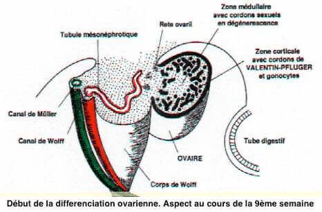 Différenciation ovarienne à la neuvième semaine