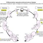 Résumé de la différenciation sexuelle et foetale