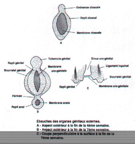 Ébauches des organes génitaux externes