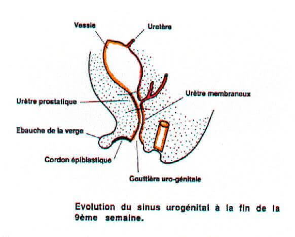 Évolution du sinus urogénital à la neuvième semaine