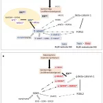Schéma des mécanismes génétiques du développement testiculaire ou ovotesticulaire 46,XX
