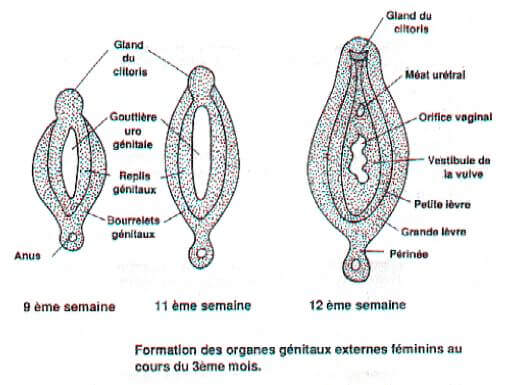 Formation des organes génitaux externes féminins