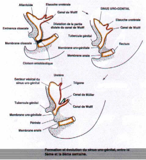 Formation du sinus urogénital