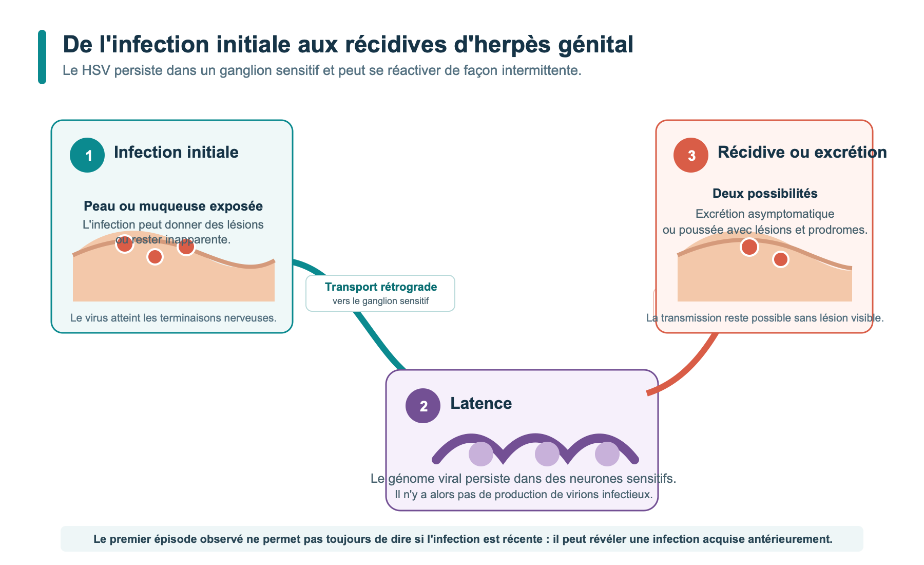 Schéma de l’infection initiale, de la latence dans un ganglion sensitif et des récidives d’herpès génital