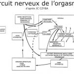 Circuit nerveux de l'orgasme