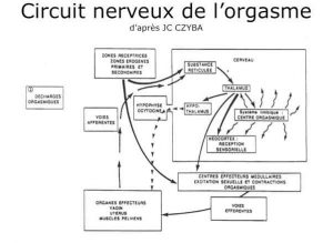 Circuit nerveux de l'orgasme