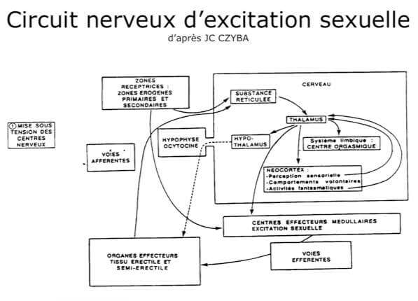 Circuit nerveux de l'excitation