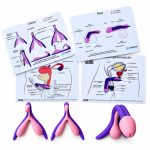 Kit d’anatomie comparée avec deux modèles de clitoris, un modèle de pénis et deux cartes pédagogiques