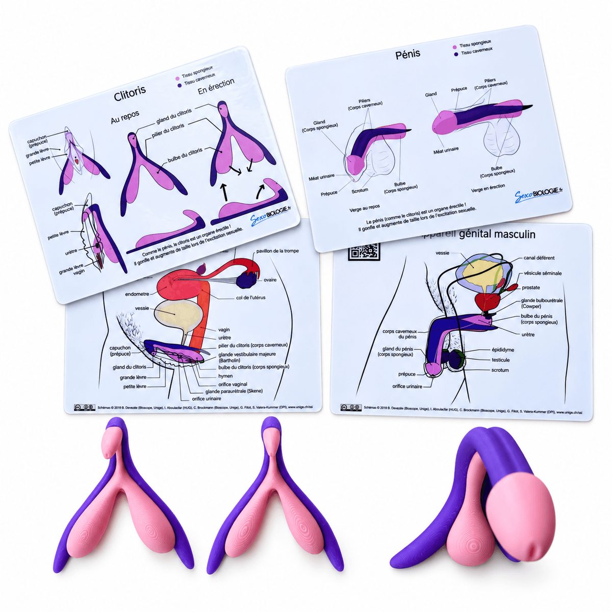 Le SexoStore fait peau neuve : découvrez notre nouveau kit d’anatomie comparée