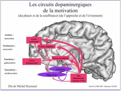 Les circuits dopaminergiques de la motivation