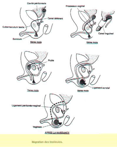 Migration des testicules