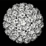 Capside de papillomavirus humain