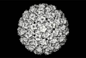 Capside de papillomavirus humain