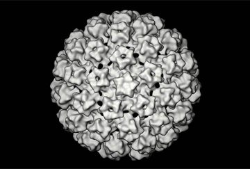 Capside de papillomavirus humain