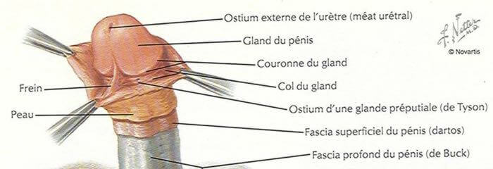 Les enveloppes du pénis