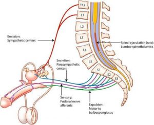 physiology of ejaculation