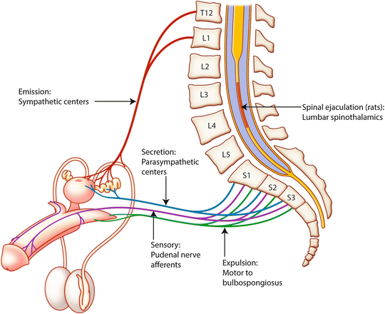 physiology of ejaculation