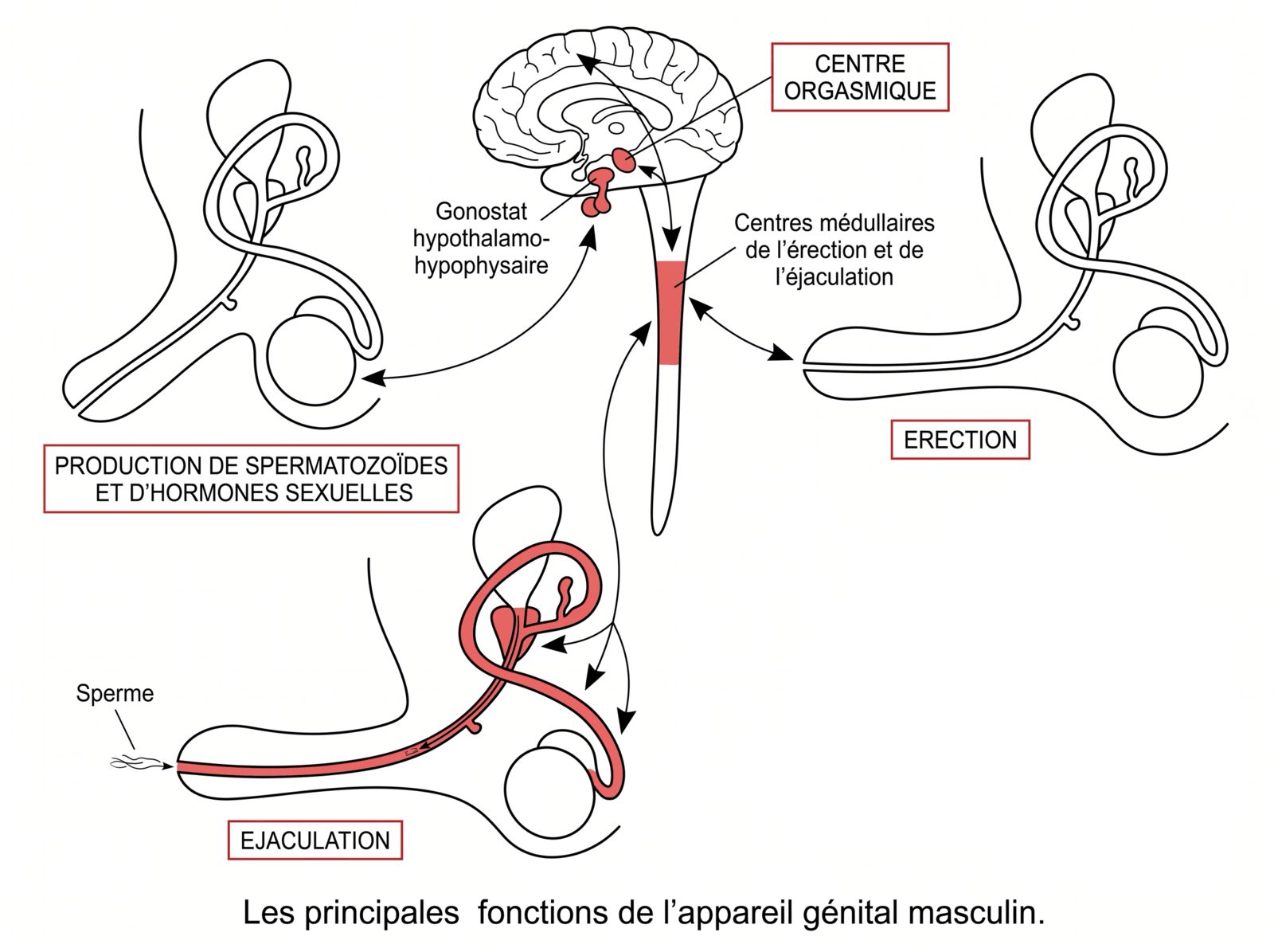 Principales fonctions de l’appareil génital masculin