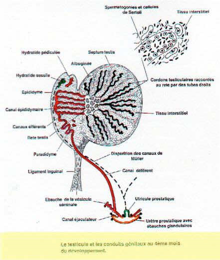 Testicule et voies génitales au quatrième mois