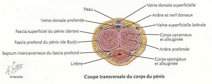 vascularisation verge coupe